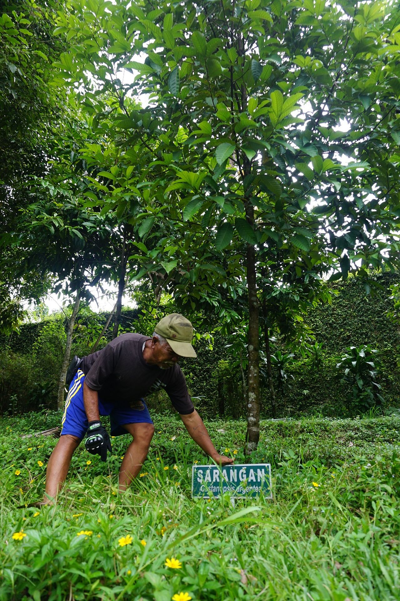 Waram (60) menunjukkan salah satu tanaman langka di Taman Keanekaragaman Hayati di Baturraden