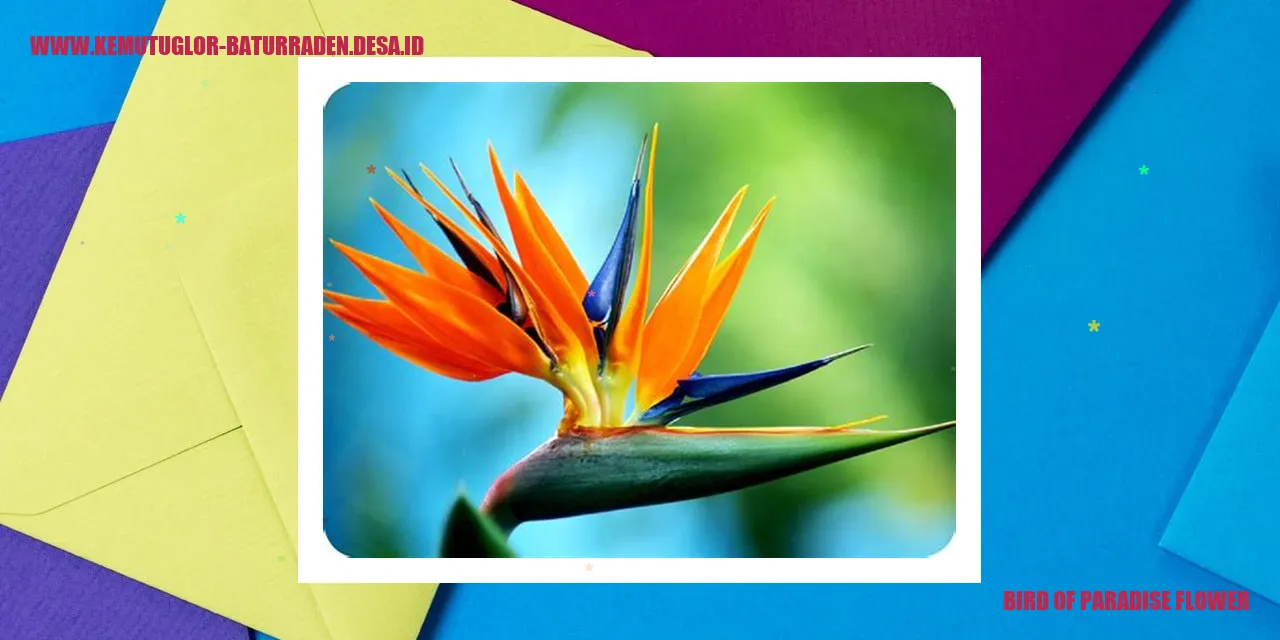 Strelitzia reginae
