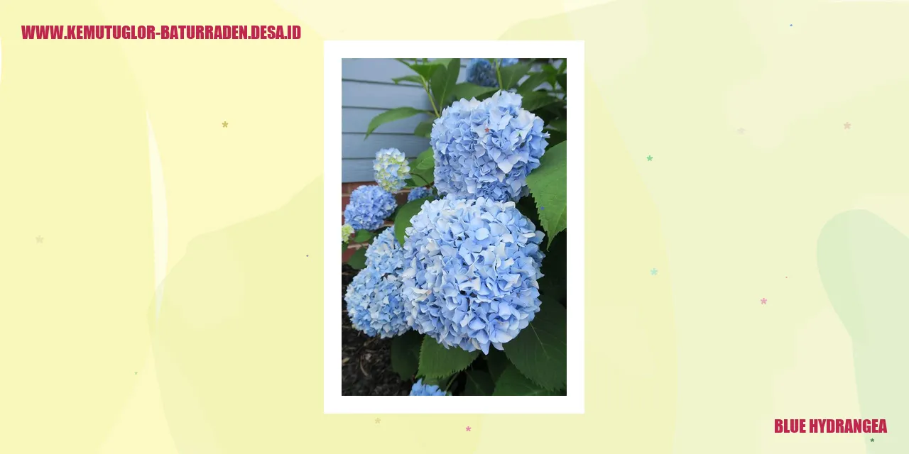 Hydrangea Biru
