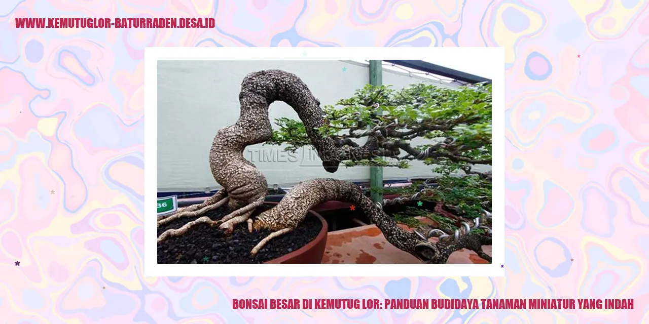 Bonsai Besar di Kemutug Lor