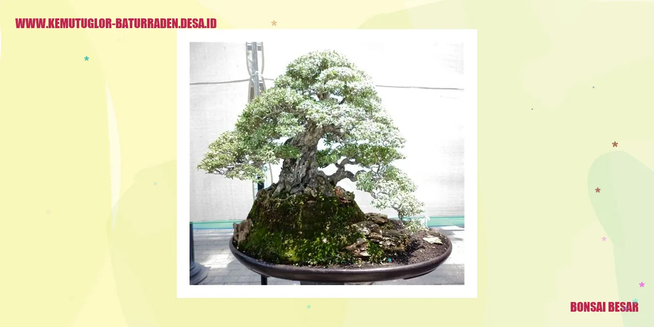 Bonsai Besar