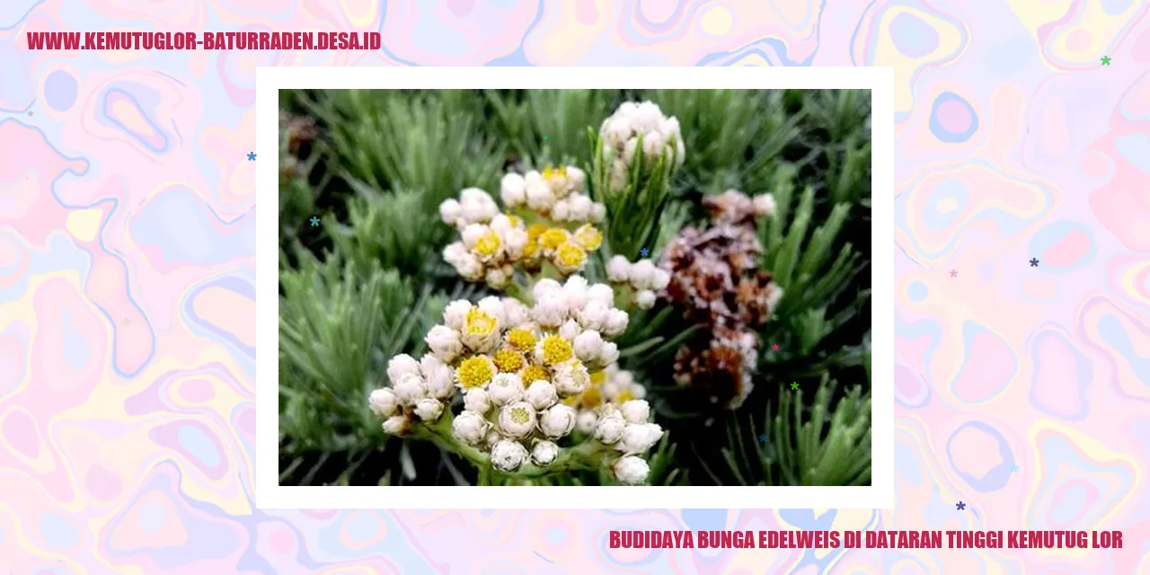 Budidaya Bunga Edelweis di Dataran Tinggi Kemutug Lor