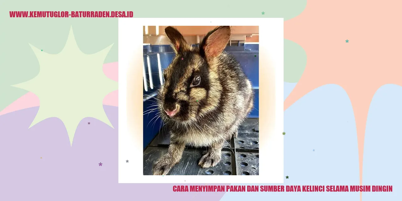 Cara Menyimpan Pakan dan Sumber Daya Kelinci selama Musim Dingin