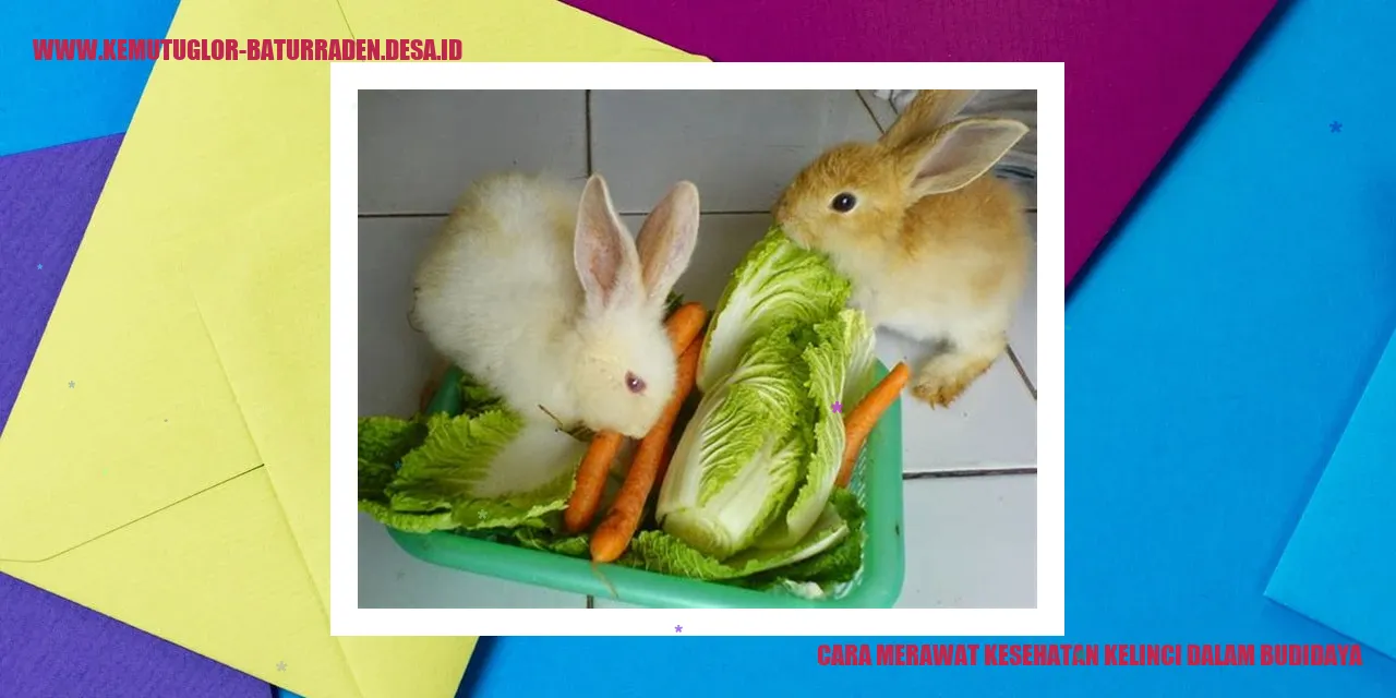 Cara Merawat Kesehatan Kelinci dalam Budidaya