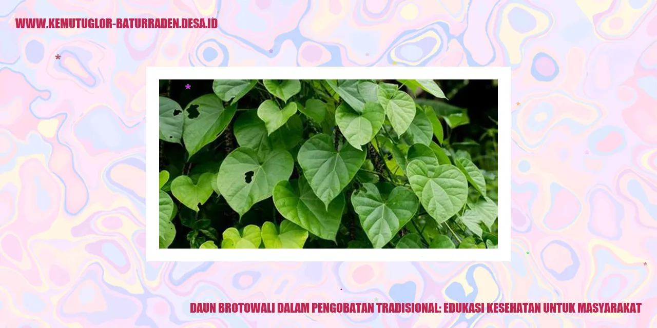 Daun Brotowali