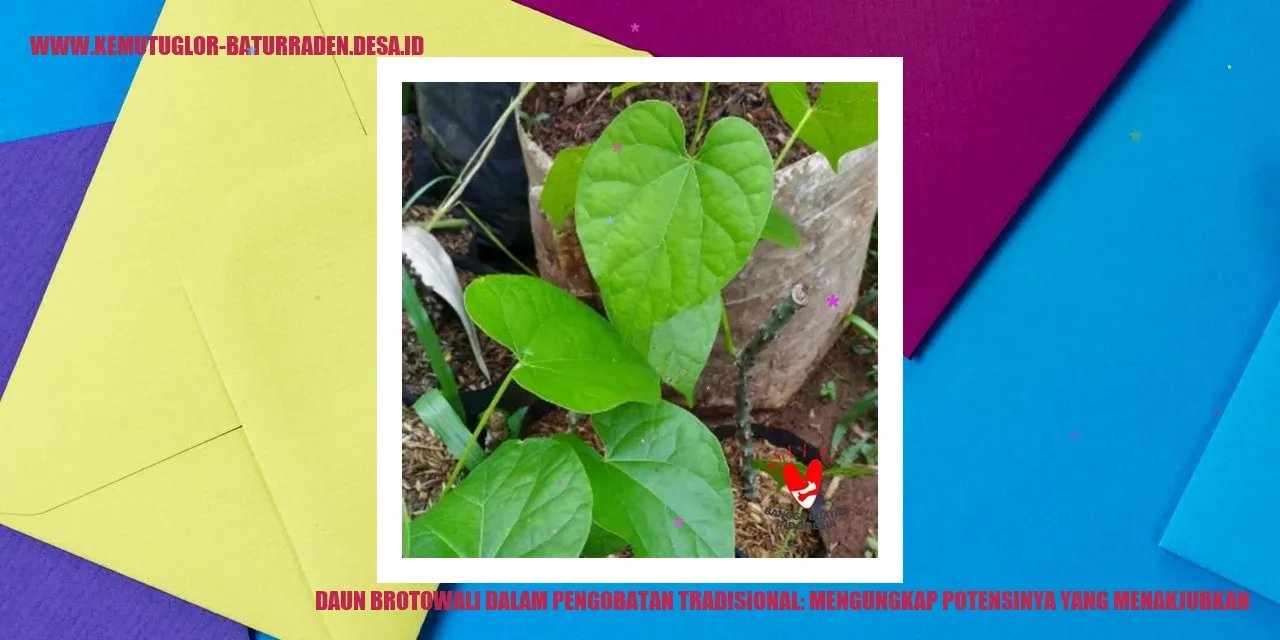 Daun Brotowali dalam Pengobatan Tradisional