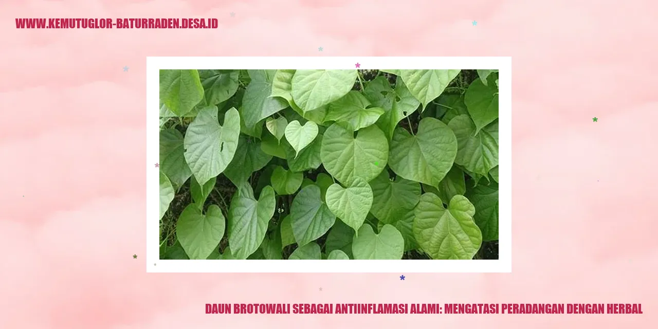 Daun Brotowali sebagai Antiinflamasi Alami: Mengatasi Peradangan dengan Herbal