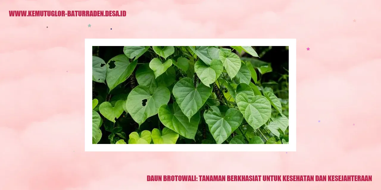 Daun Brotowali