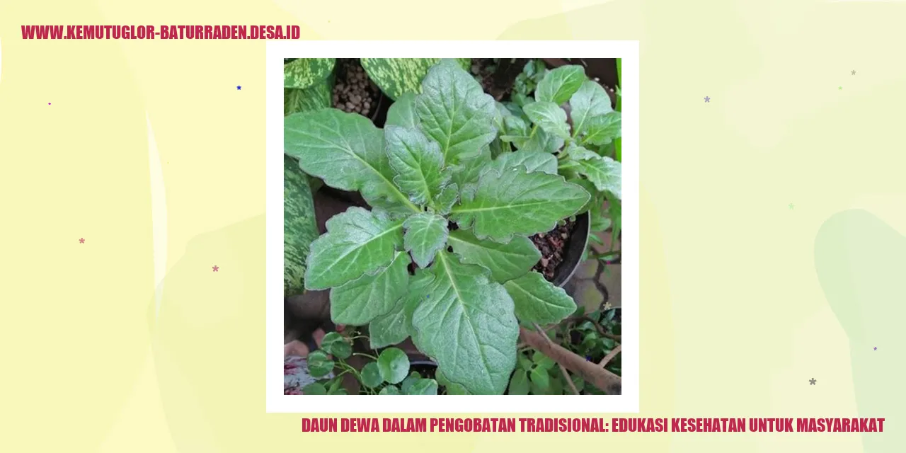 Daun Dewa dalam Pengobatan Tradisional: Edukasi Kesehatan untuk Masyarakat