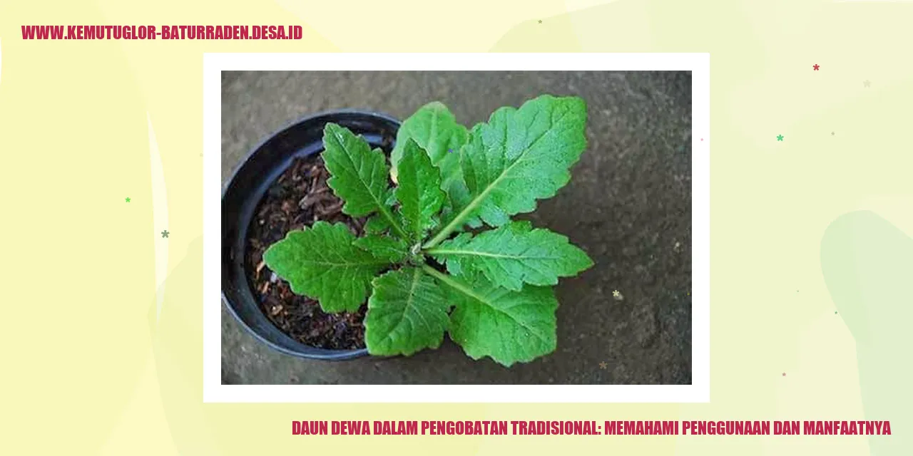 Daun Dewa dalam Pengobatan Tradisional: Memahami Penggunaan dan Manfaatnya