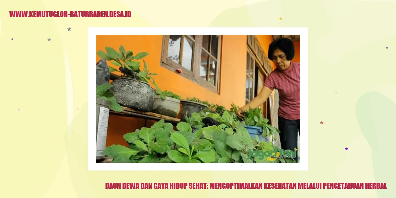 Gambar Daun Dewa dan Gaya Hidup Sehat: Mengoptimalkan Kesehatan Melalui Pengetahuan Herbal