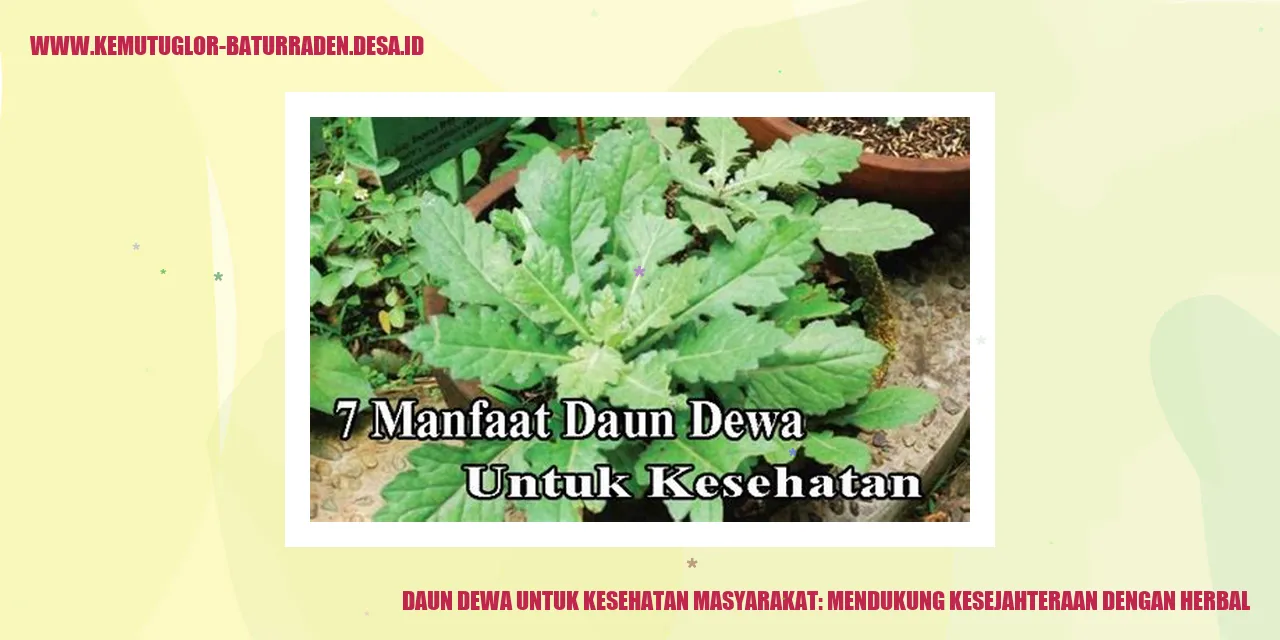 Daun Dewa untuk Kesehatan Masyarakat: Mendukung Kesejahteraan dengan Herbal