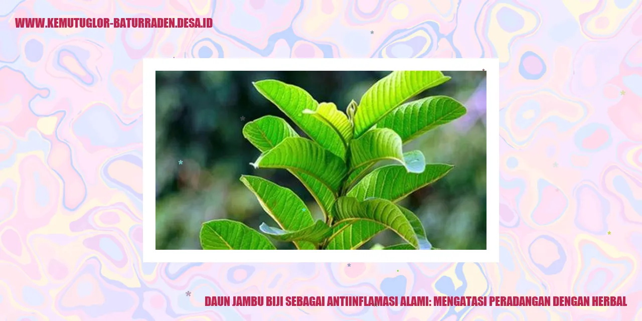 Daun Jambu Biji sebagai Antiinflamasi Alami