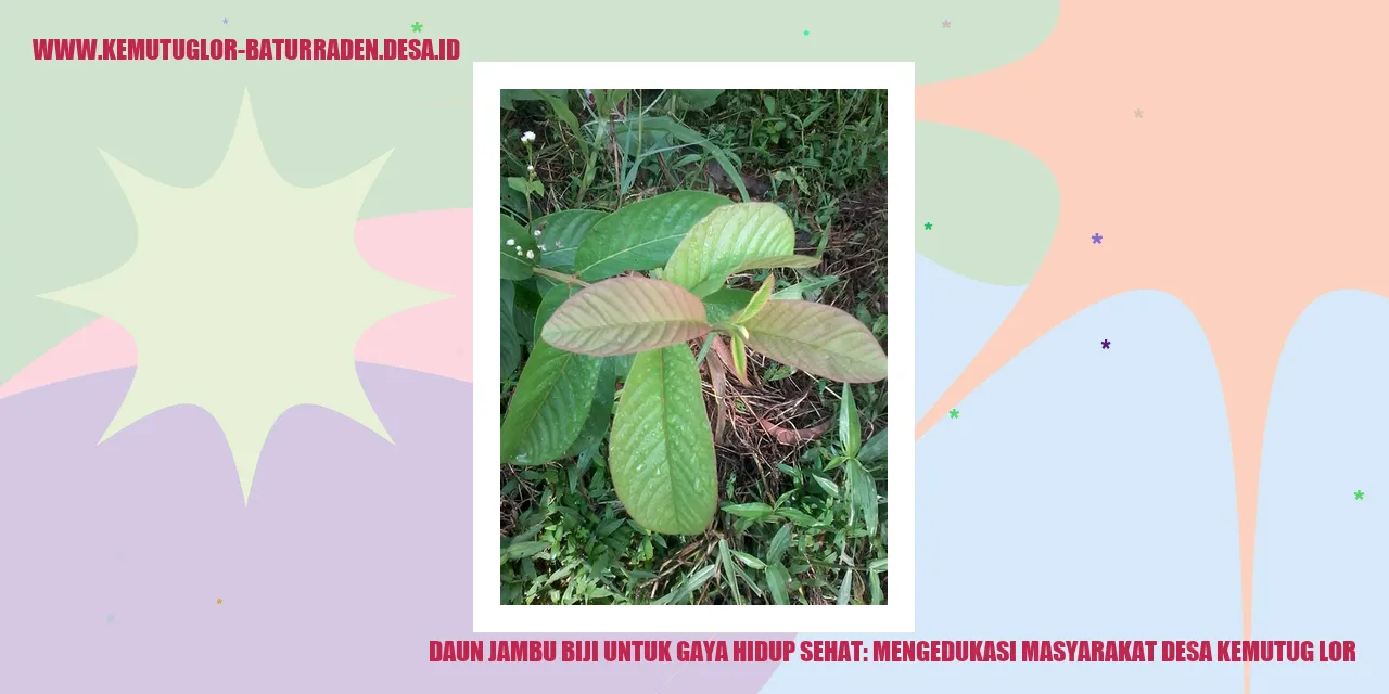 daun jambu biji