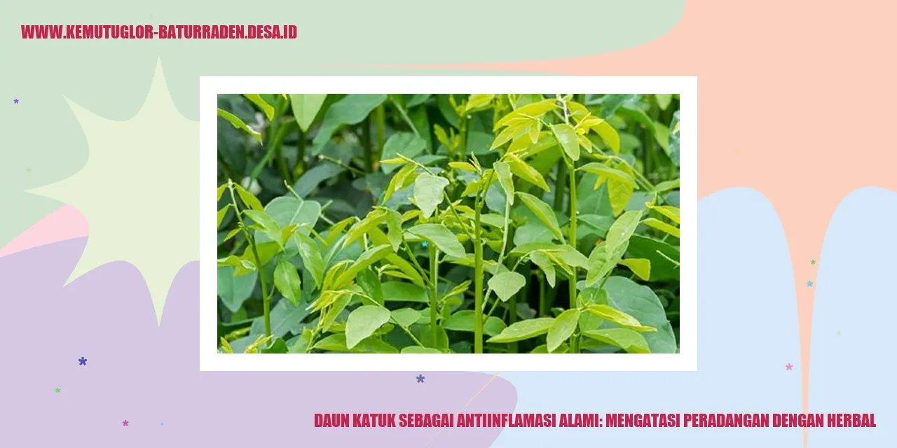 Daun Katuk sebagai Antiinflamasi Alami: Mengatasi Peradangan dengan Herbal