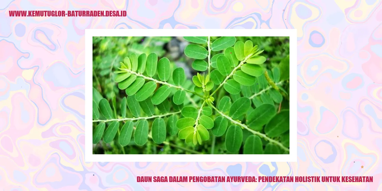 Daun Saga dalam Pengobatan Ayurveda: Pendekatan Holistik untuk Kesehatan