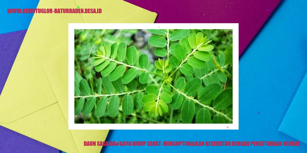 Daun Saga dan Gaya Hidup Sehat