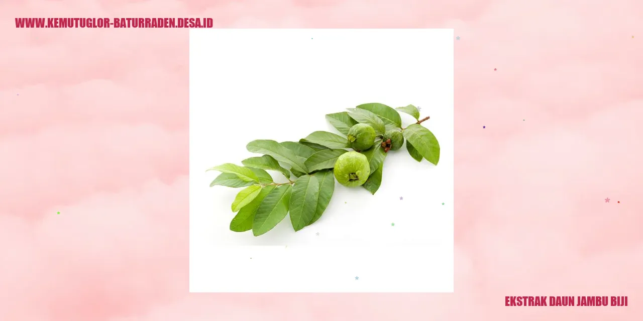 Ekstrak Daun Jambu Biji