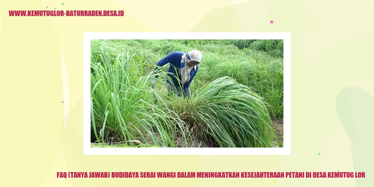 Gambar ilustrasi tentang budidaya serai wangi