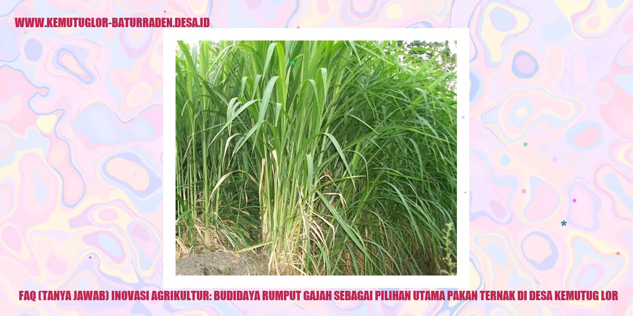Rumput Gajah