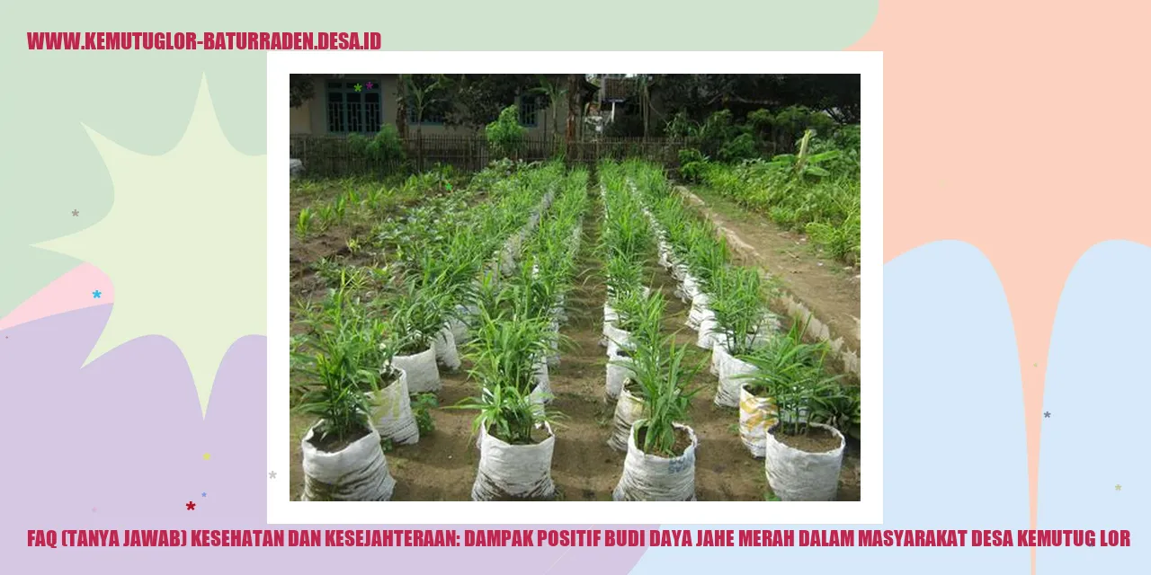 Budi Daya Jahe Merah