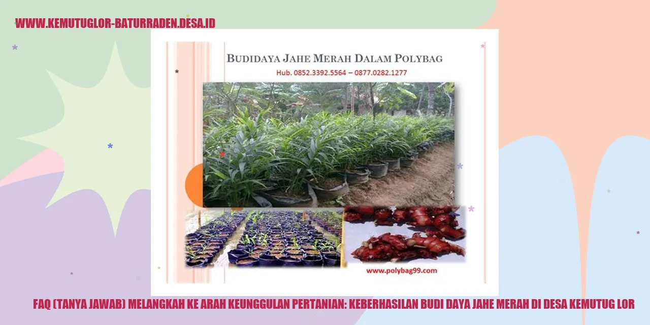 Budidaya Jahe Merah di Kemutug Lor