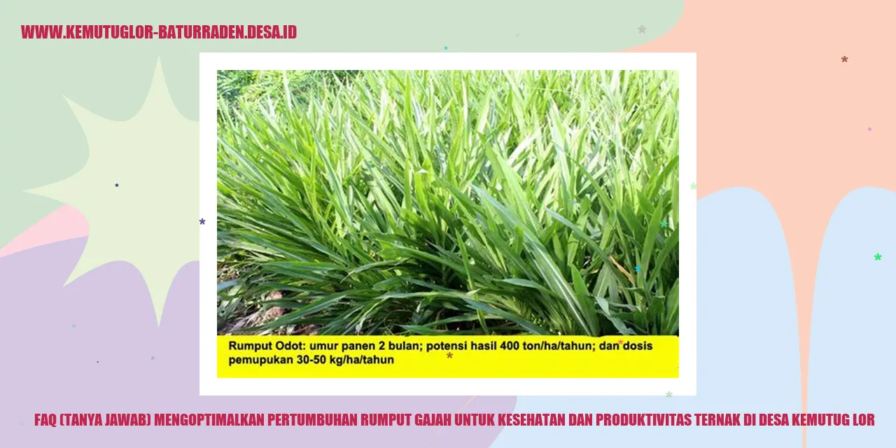 Rumput Gajah