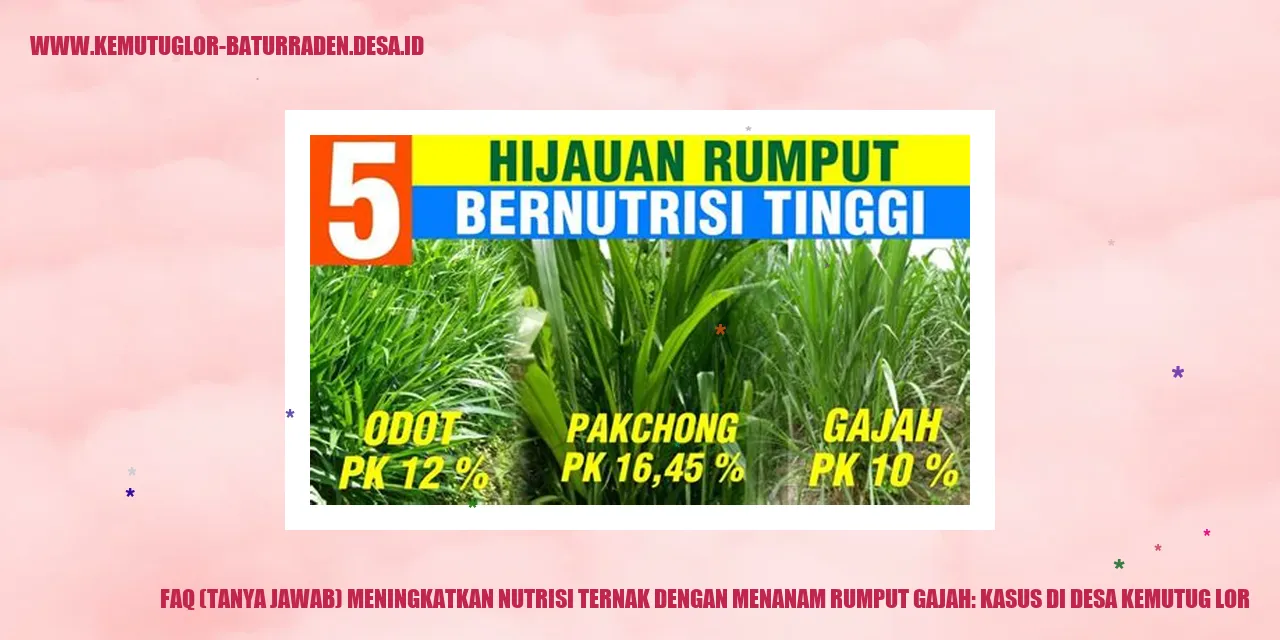 Rumput Gajah