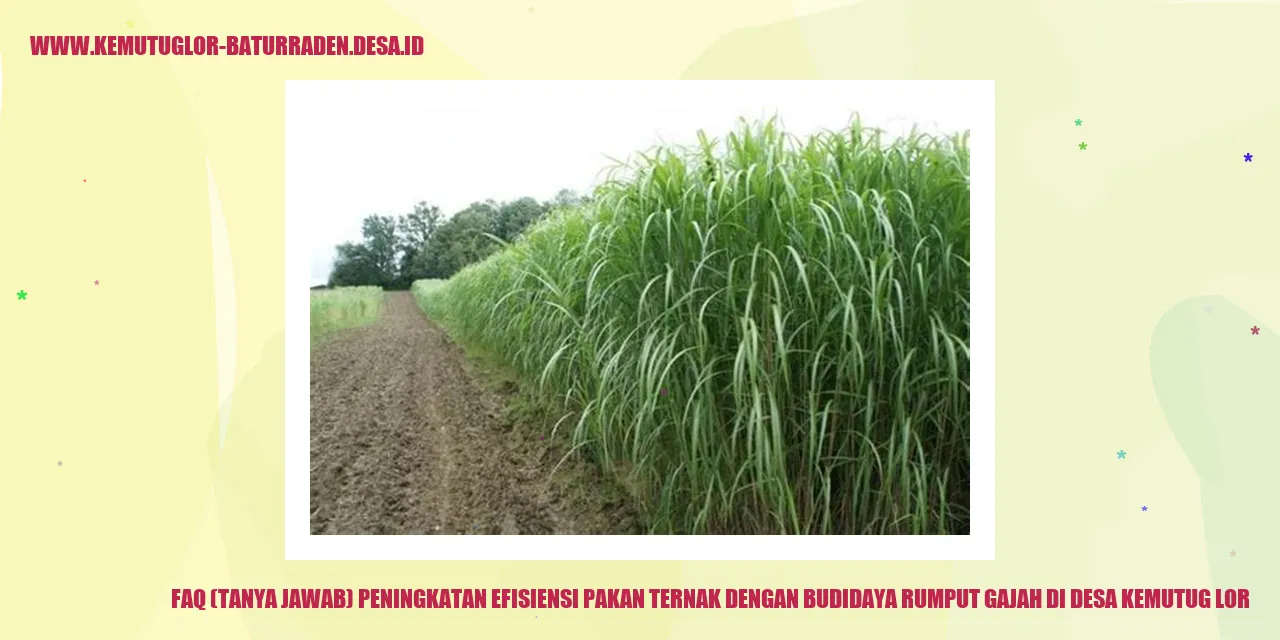 Gambar Rumput Gajah di Desa Kemutug Lor