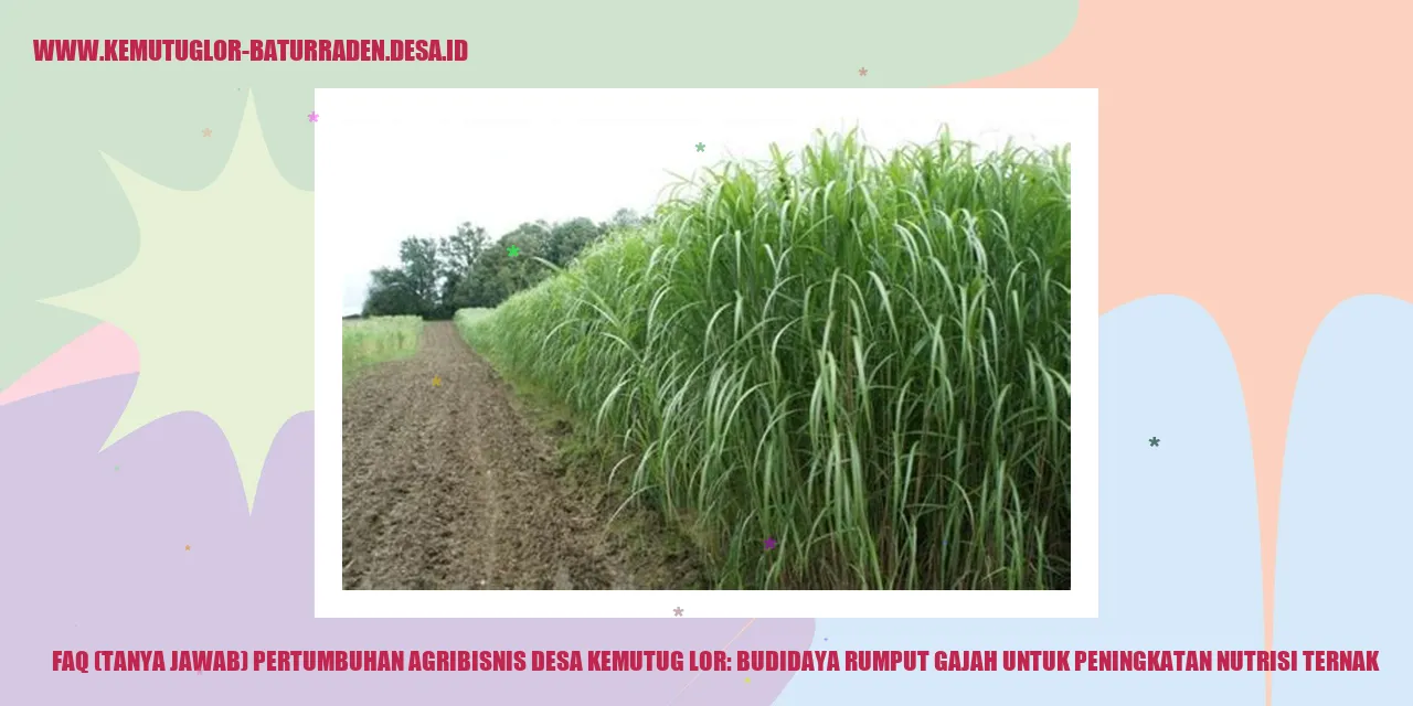 Gambar rumput gajah