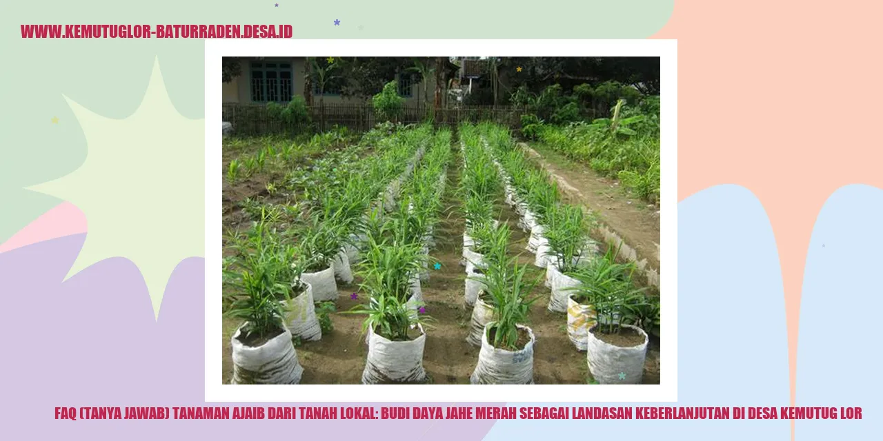 Tanaman Jahe Merah