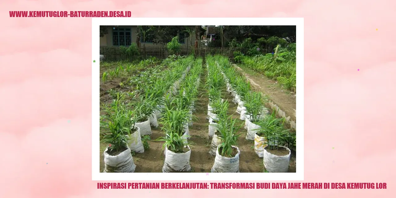 Jahe Merah