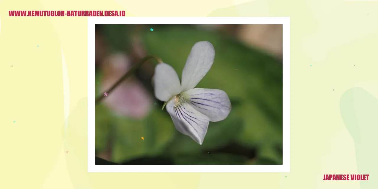Violet Jepang