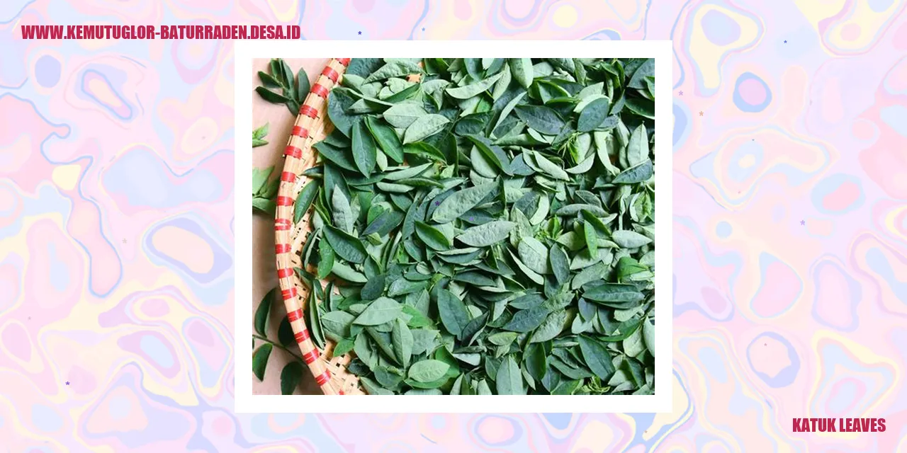 Daun Katuk