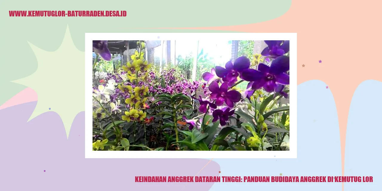 Anggrek