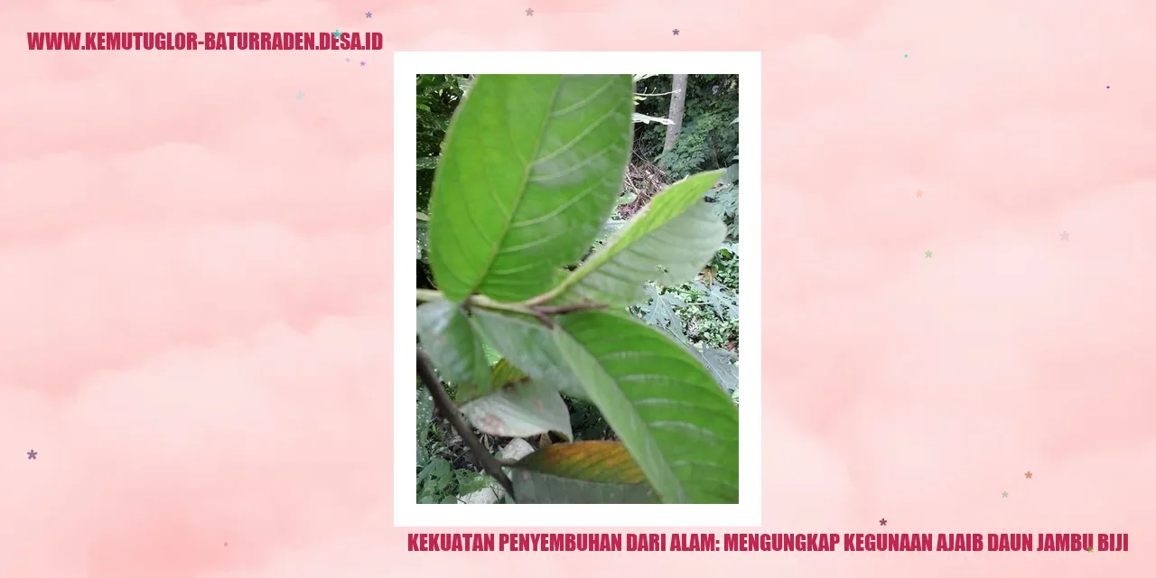 Gambar Daun Jambu Biji