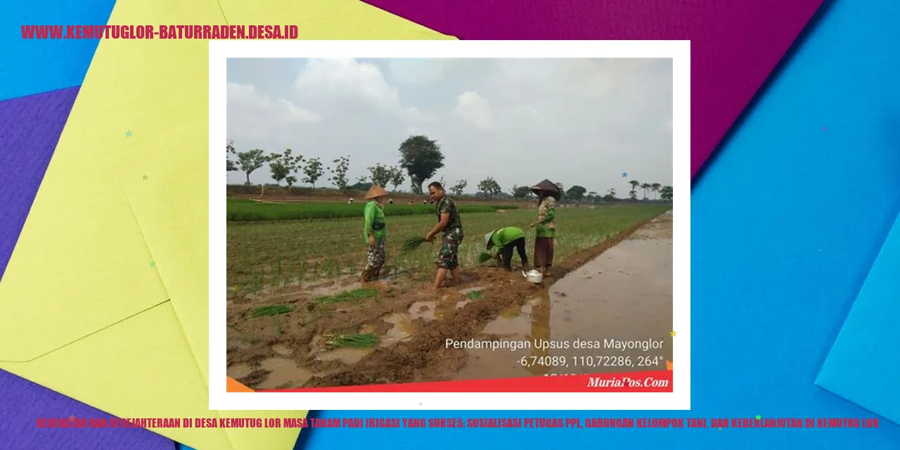 Gambar Padi Irigasi