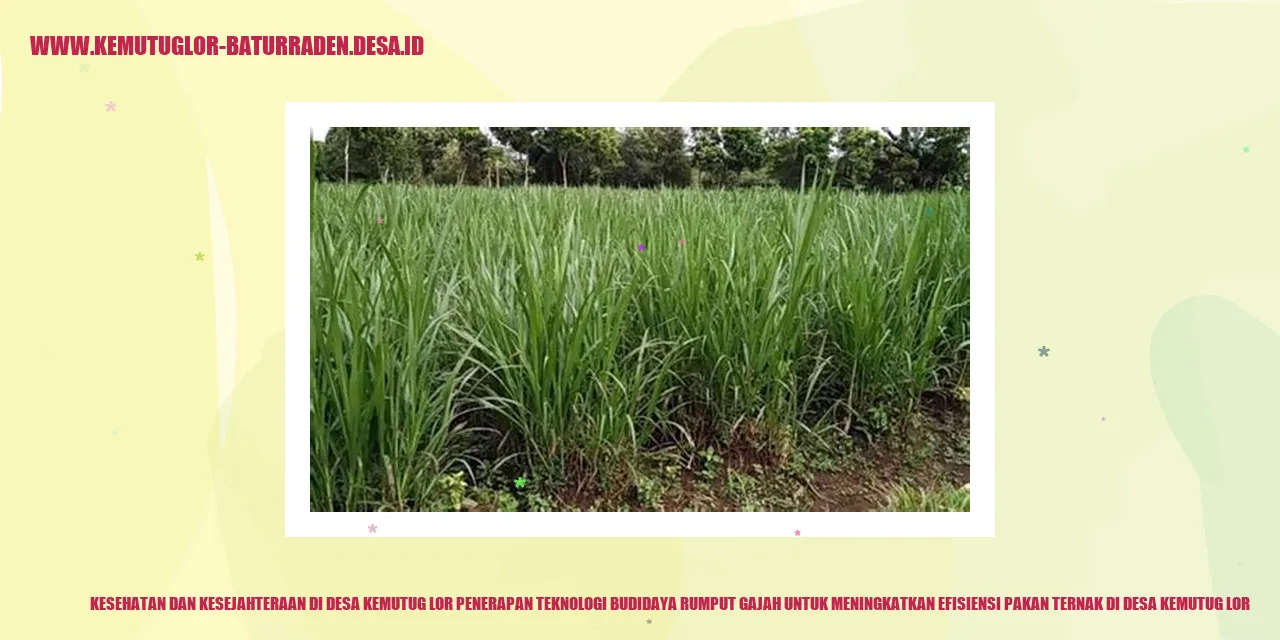 Gambar Rumput Gajah