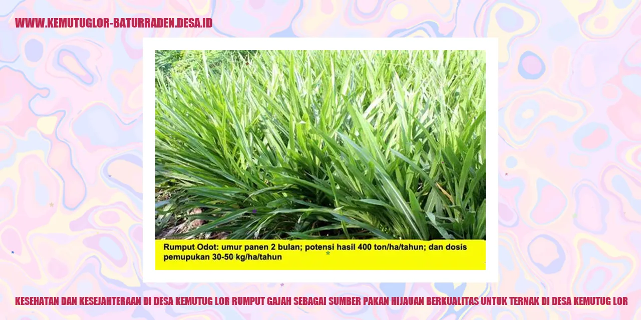 Rumput Gajah