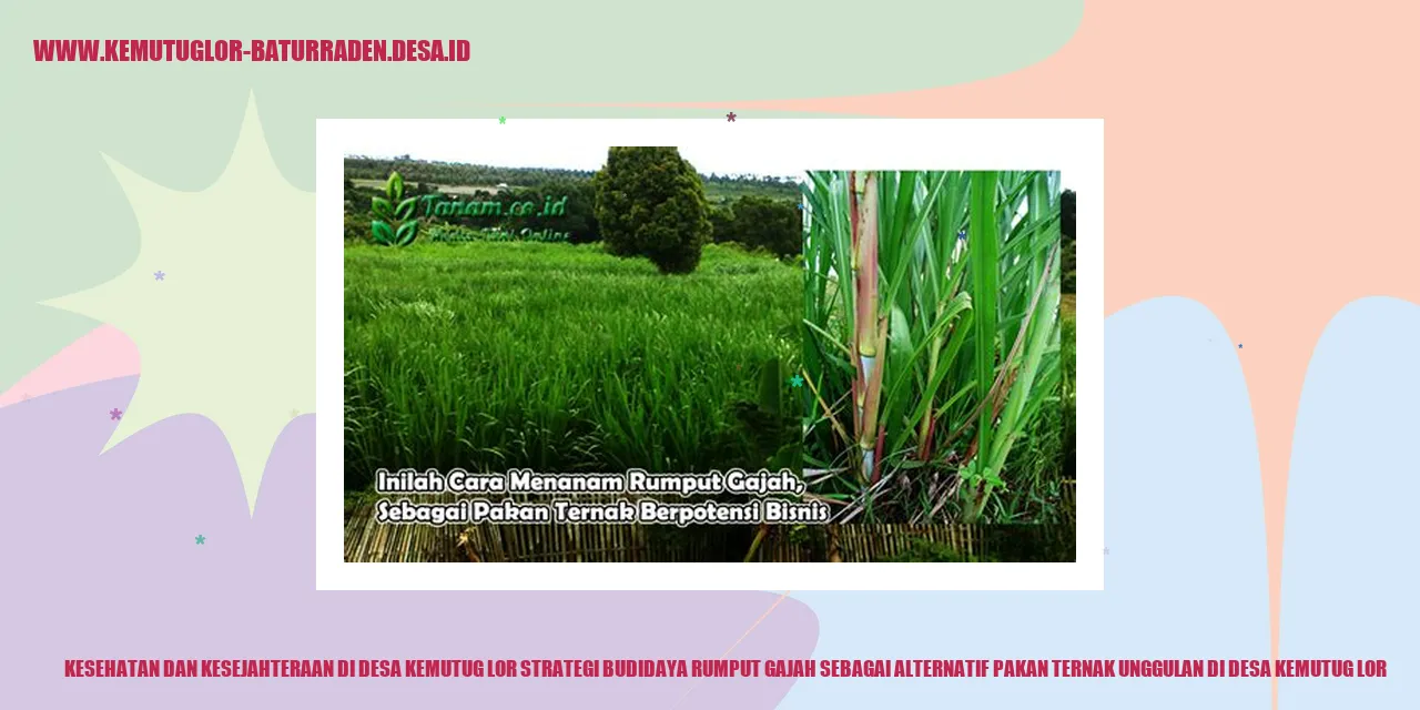 Kesehatan dan Kesejahteraan di Desa Kemutug Lor Strategi Budidaya Rumput Gajah sebagai Alternatif Pakan Ternak Unggulan di desa Kemutug Lor