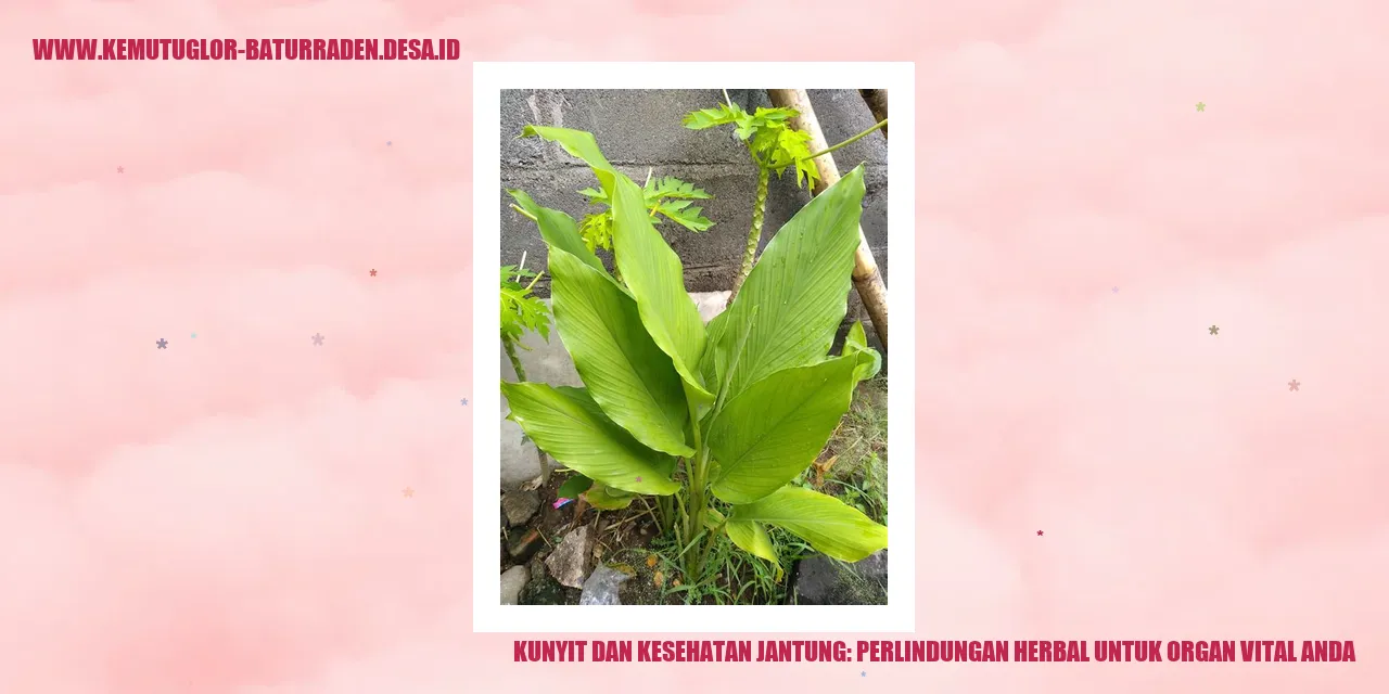Kunyit dan Kesehatan Jantung