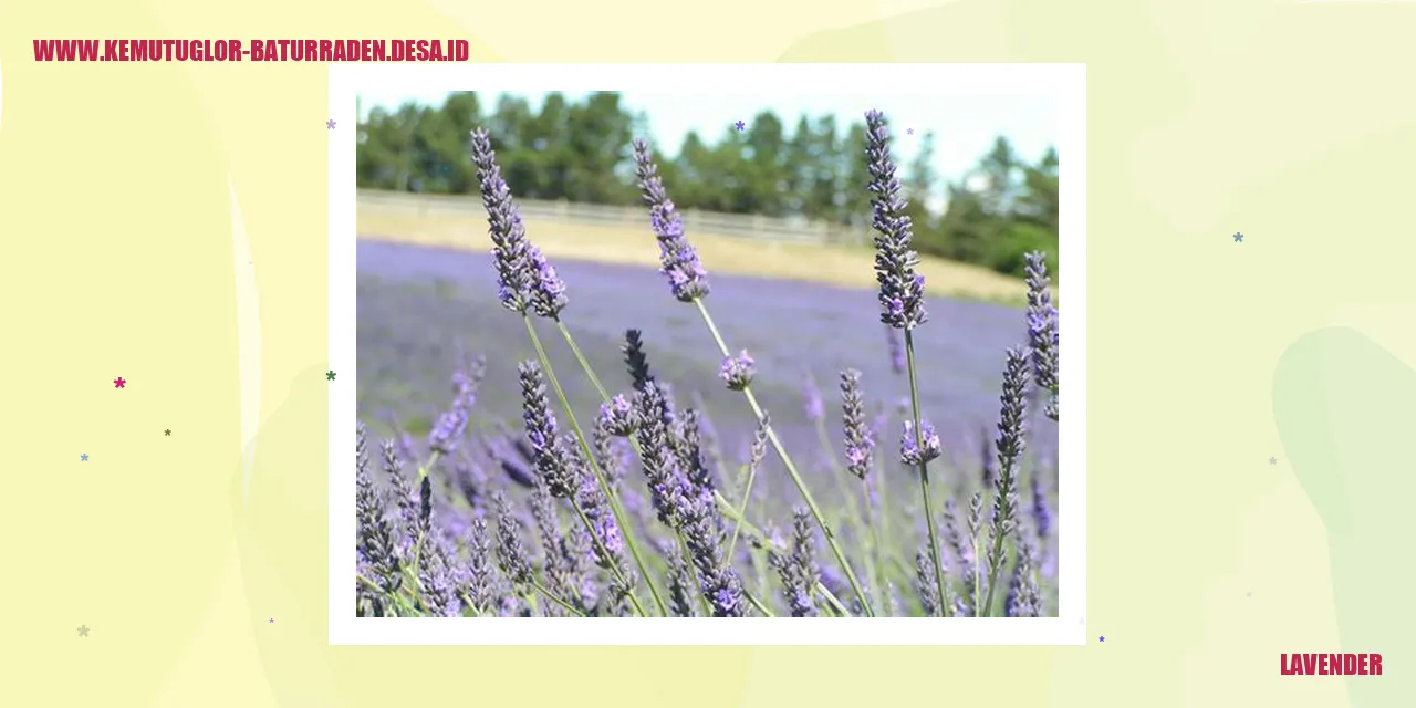 Lavender