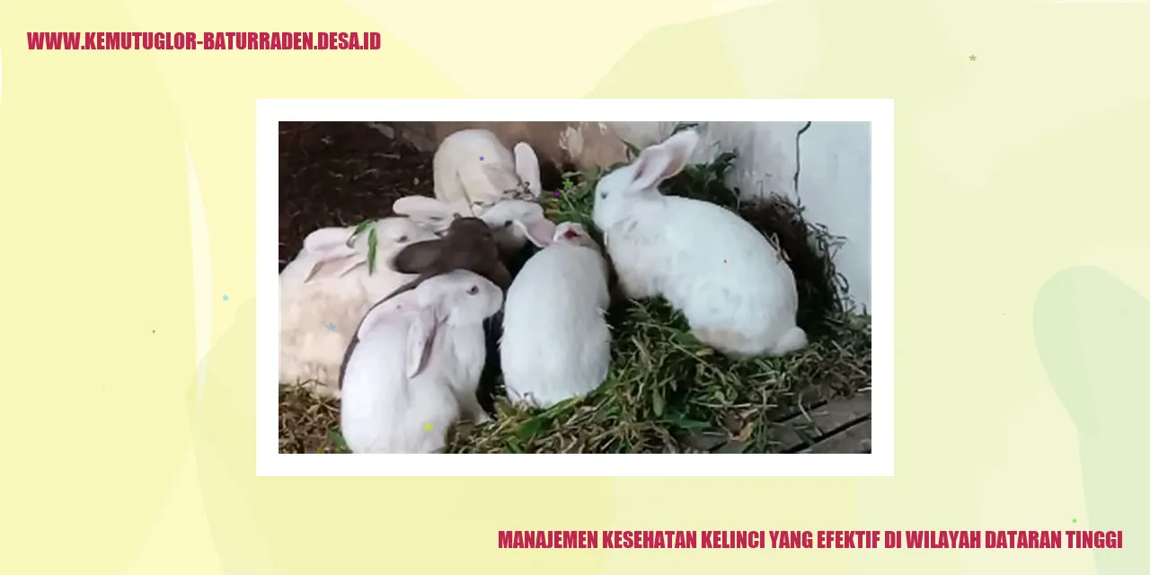 Manajemen Kesehatan Kelinci yang Efektif di Wilayah Dataran Tinggi