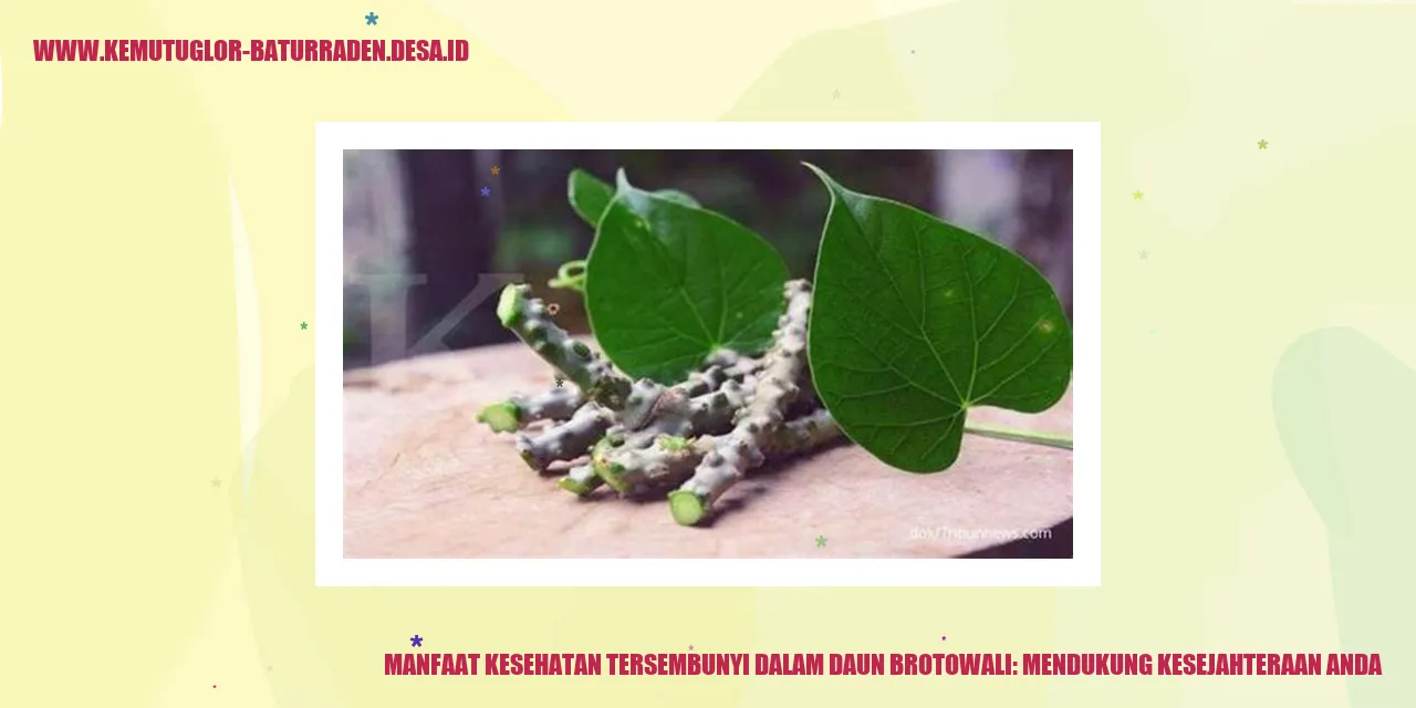 Daun Brotowali