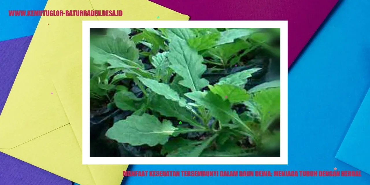 Manfaat Kesehatan Tersembunyi dalam Daun Dewa: Menjaga Tubuh dengan Herbal