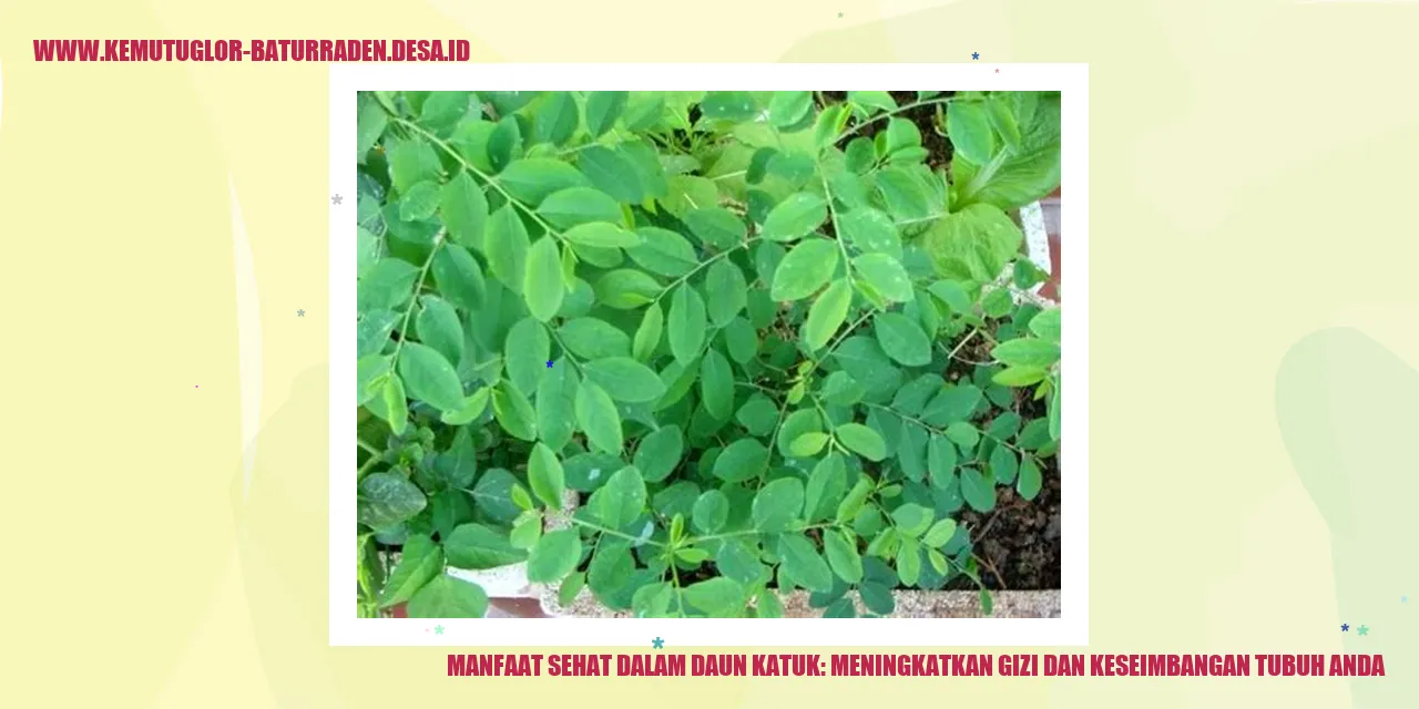 Manfaat Sehat dalam Daun Katuk: Meningkatkan Gizi dan Keseimbangan Tubuh Anda