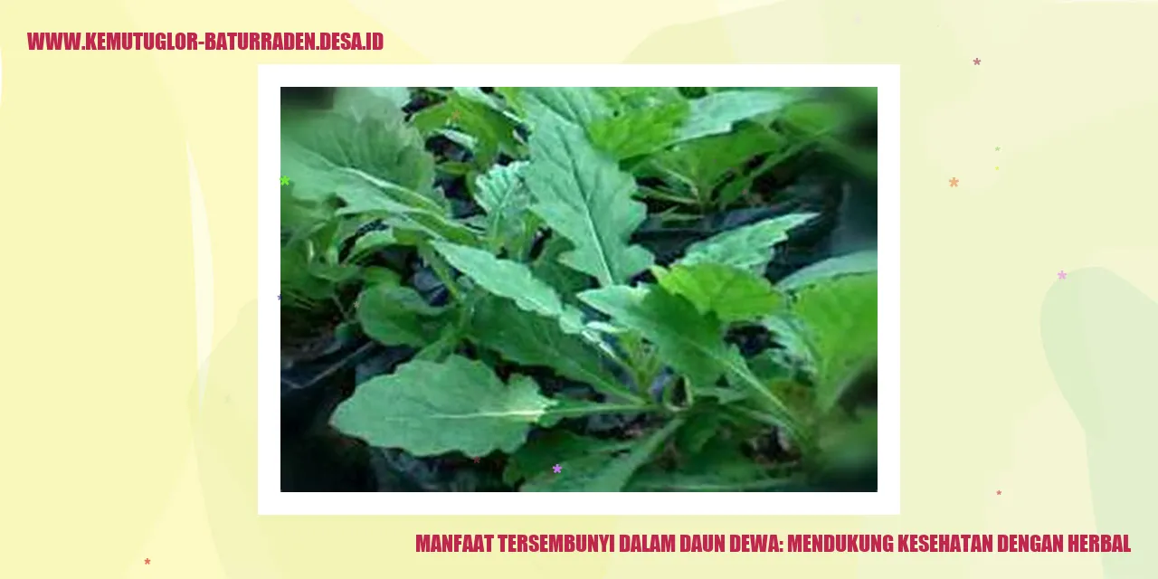 Manfaat Tersembunyi dalam Daun Dewa: Mendukung Kesehatan dengan Herbal