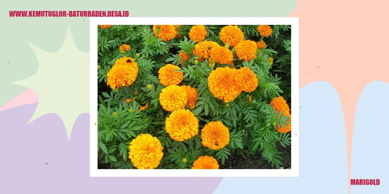 Marigold