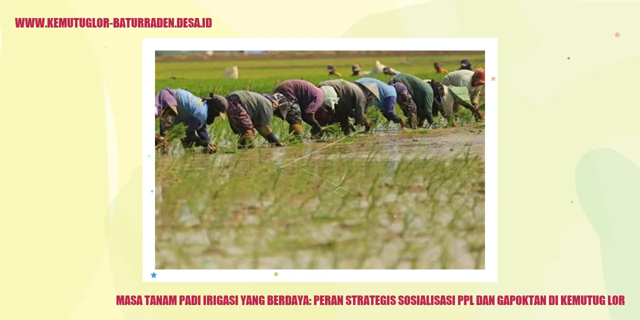 Padi Irigasi