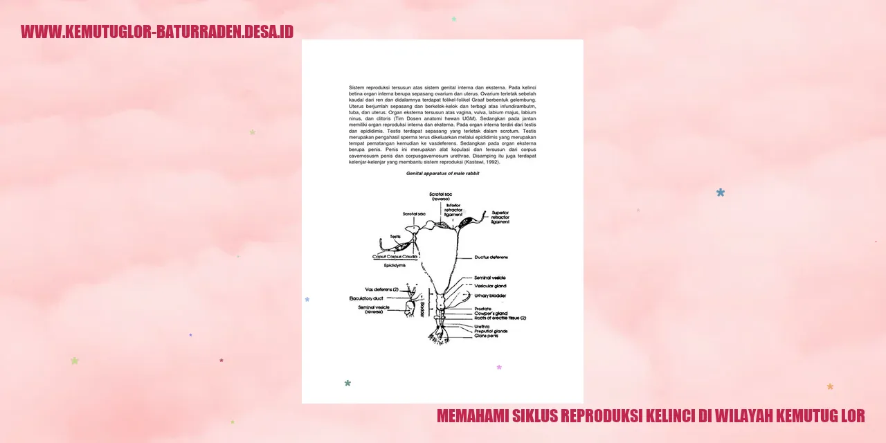 Siklus Reproduksi Kelinci